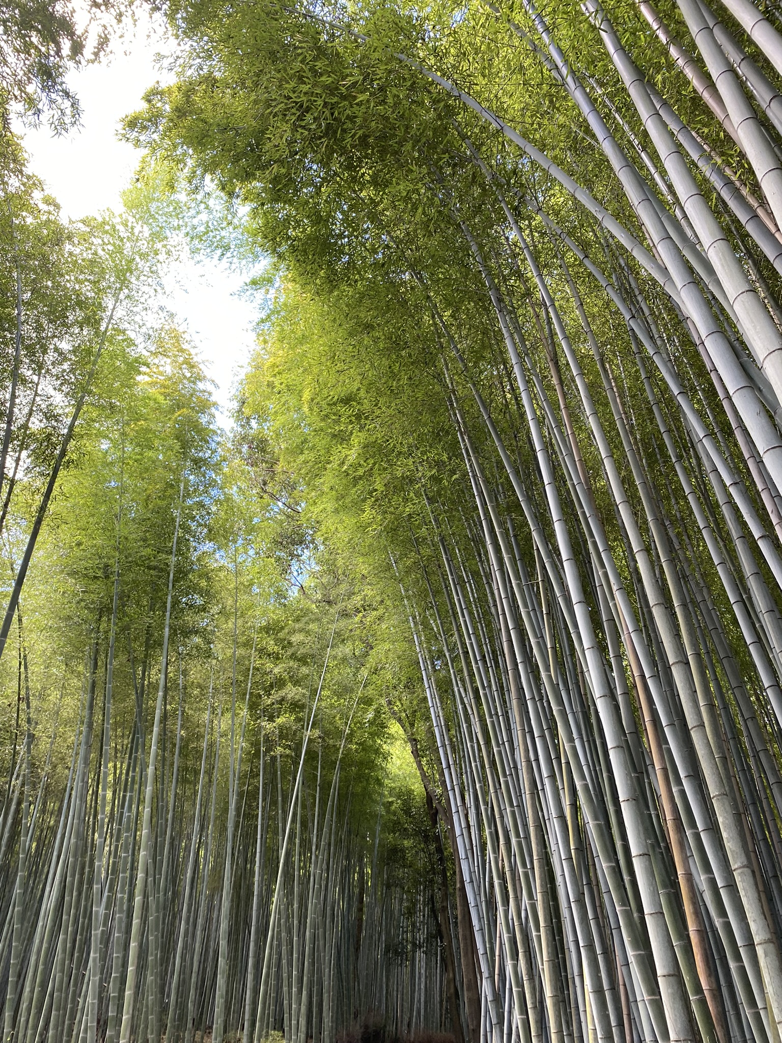 Viaje a Kyoto 10 – Desde Tokyo a Kyoto, viaje en 48 horas