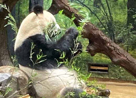 panda ueno