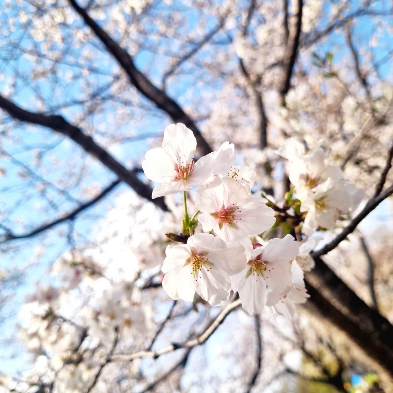 Ohanami (la celebración de Sakura, las flores de cerezo)