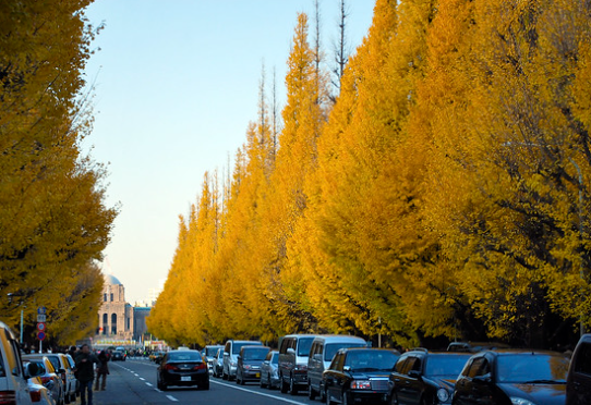 ginkgo trees