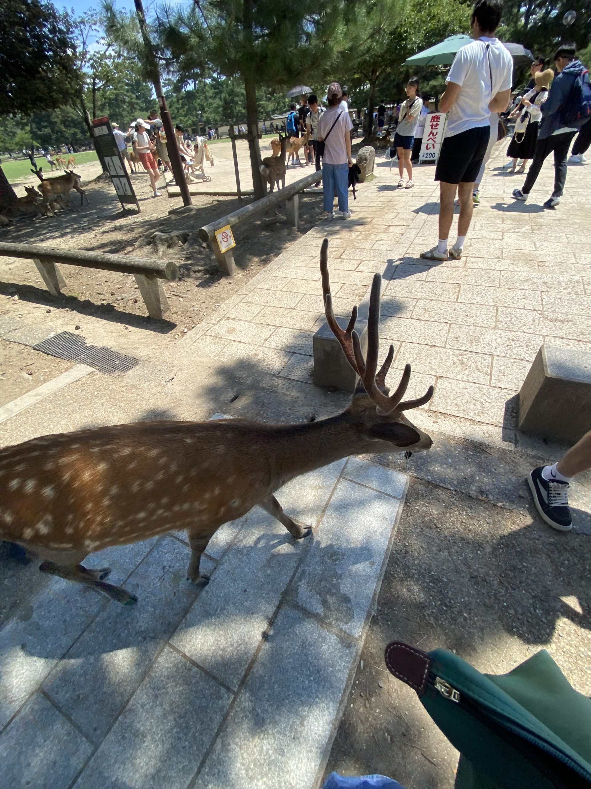 Viaje a Nara 1